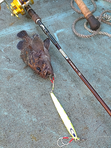 マゾイの釣果