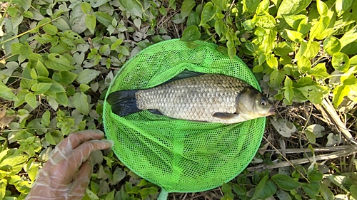 マブナの釣果