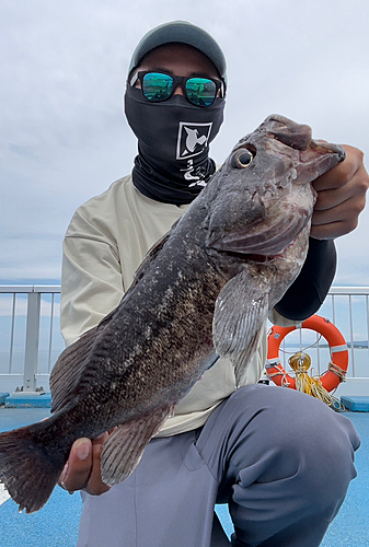 クロソイの釣果