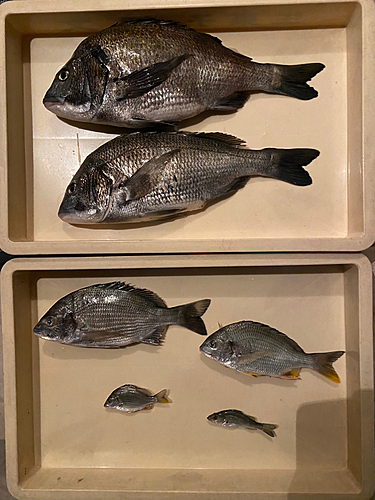 クロダイの釣果