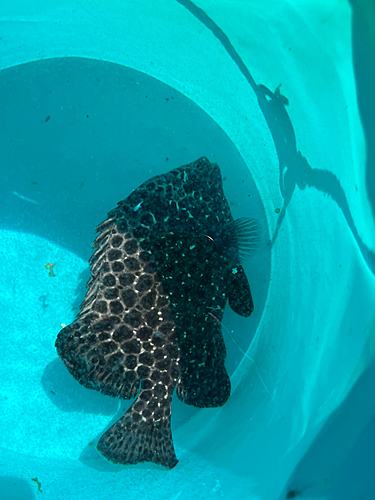 イシガキダイの釣果