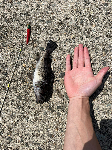 ソイの釣果