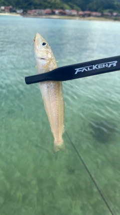 キスの釣果