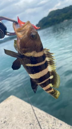 アオハタの釣果