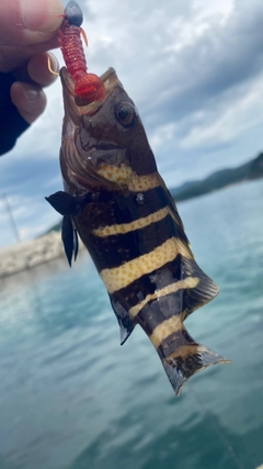 アオハタの釣果