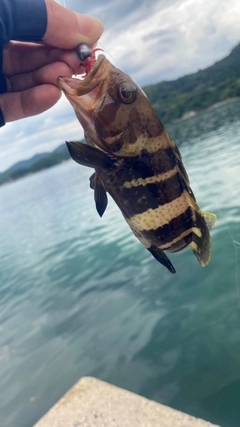 アオハタの釣果