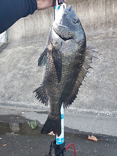 あかねん🎣 さんの釣り人プロフィール - アングラーズ | 釣果400万件の