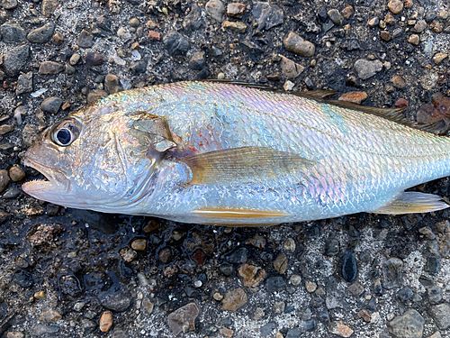 イシモチの釣果