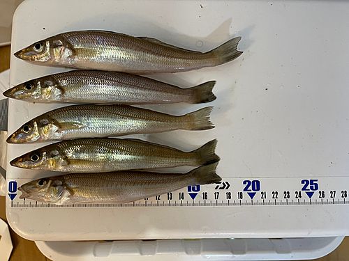 シロギスの釣果