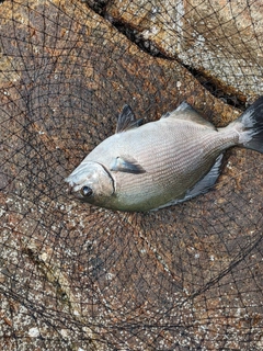 シマアジの釣果