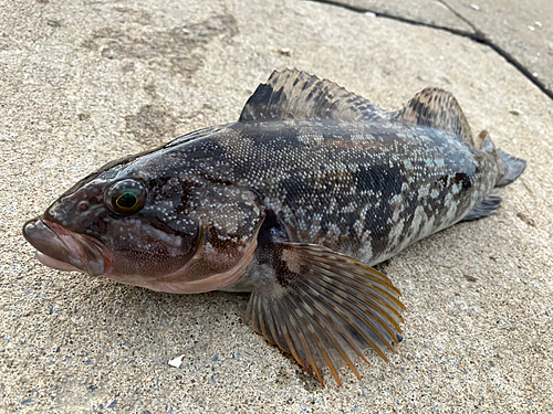 アイナメの釣果