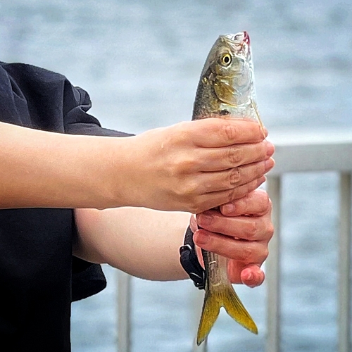 コノシロの釣果