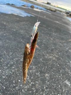 カマスの釣果