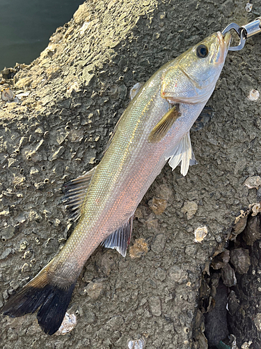 スズキの釣果