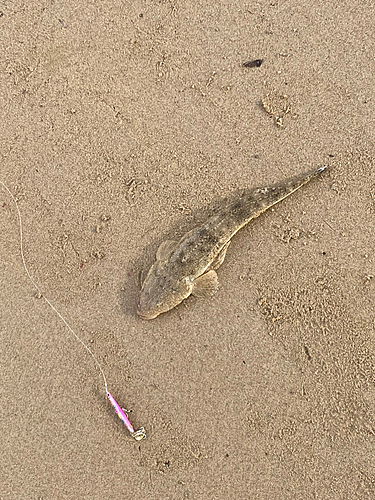 マゴチの釣果