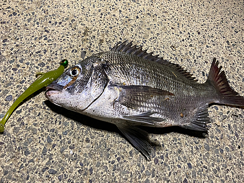 クロダイの釣果