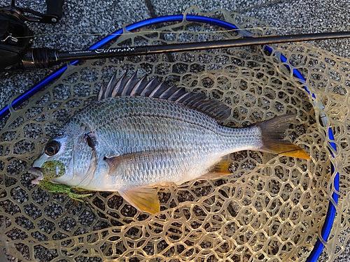 キビレの釣果