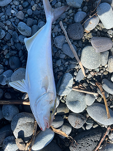 ショゴの釣果