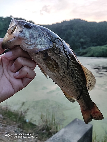 ブラックバスの釣果