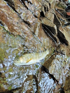 イワナの釣果