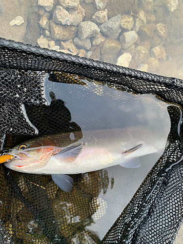 ニジマスの釣果