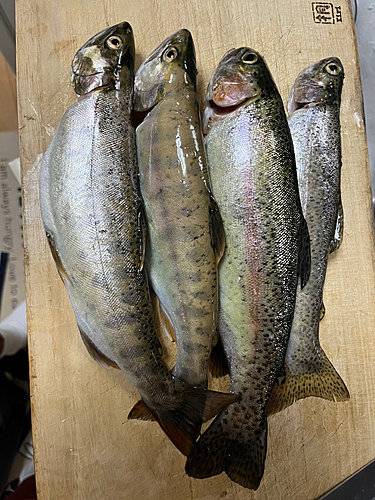 ヤマメの釣果