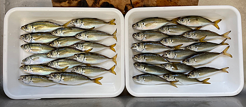 アジの釣果