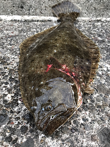 ヒラメの釣果