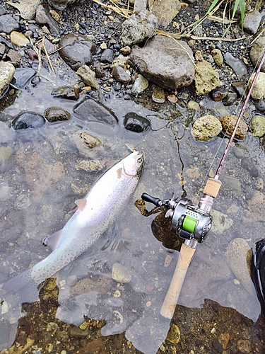 ニジマスの釣果