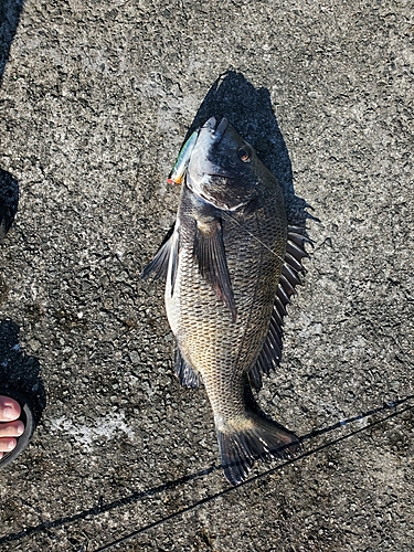 クロダイの釣果