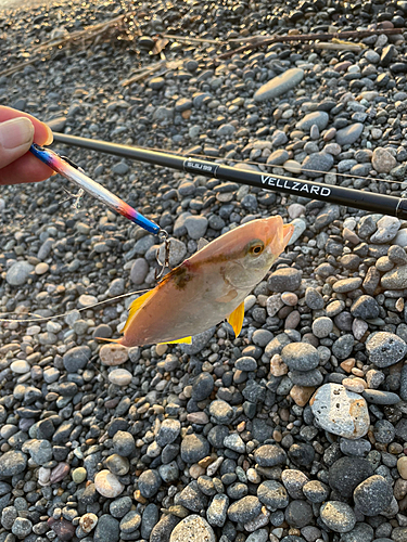 ショゴの釣果