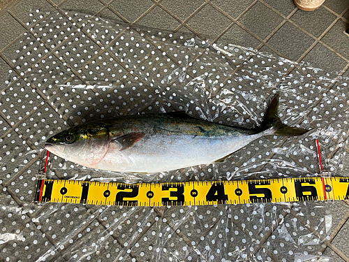 ワラサの釣果