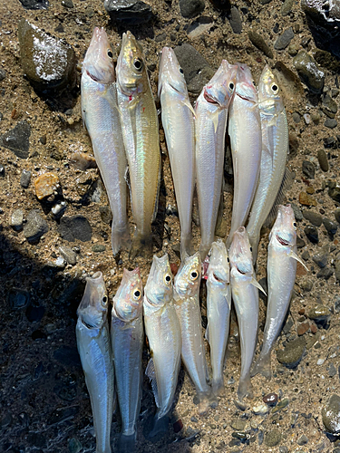 キスの釣果