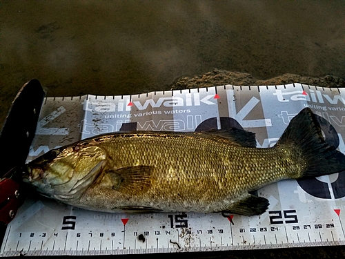 スモールマウスバスの釣果