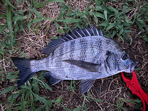 クロダイの釣果