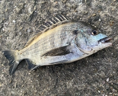 チヌの釣果