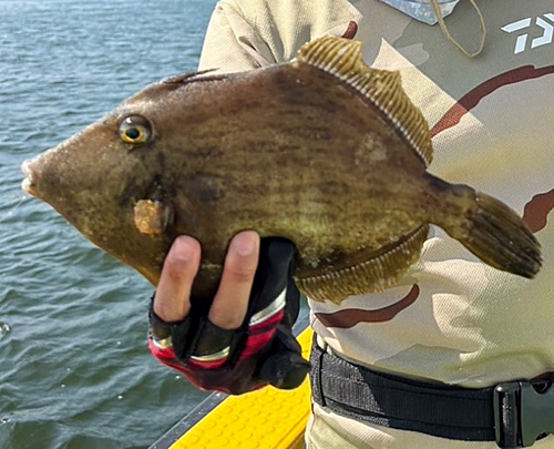 カワハギの釣果