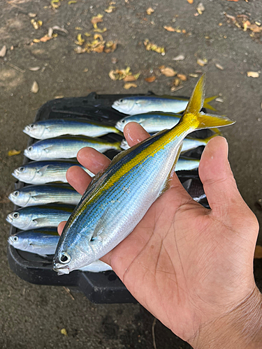 タカベの釣果