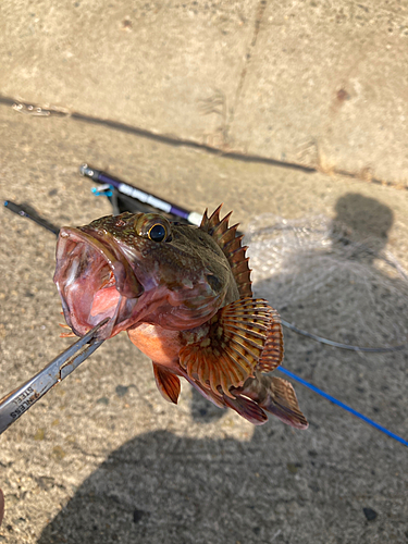 カサゴの釣果