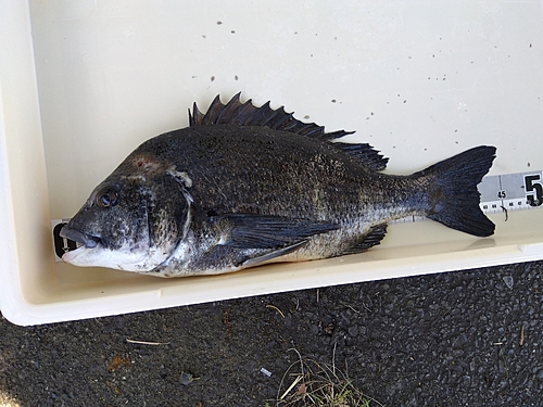 チヌの釣果