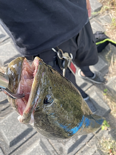 ライギョの釣果