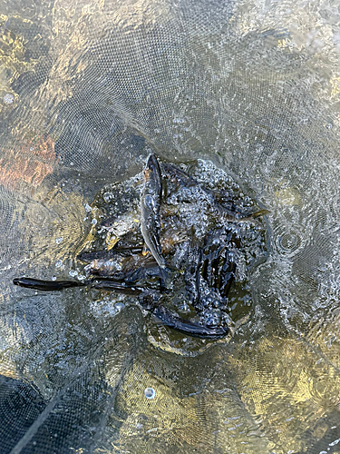 アユの釣果