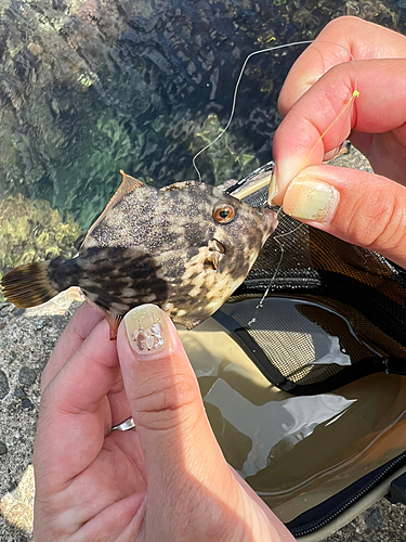 カワハギの釣果