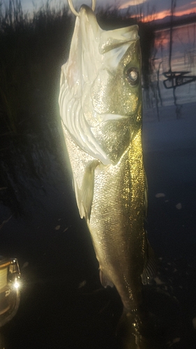 シーバスの釣果