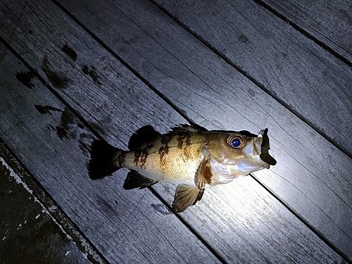 メバルの釣果