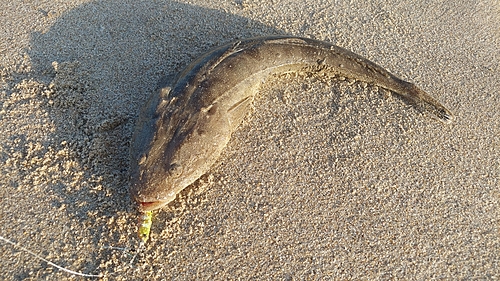 マゴチの釣果