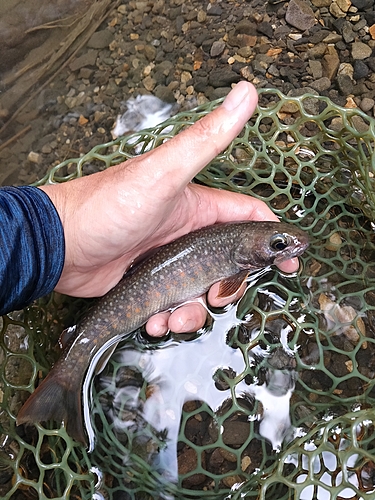 イワナの釣果