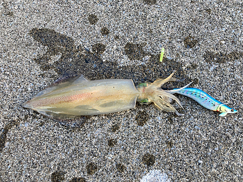 ケンサキイカの釣果