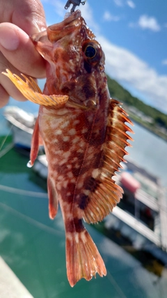 カサゴの釣果