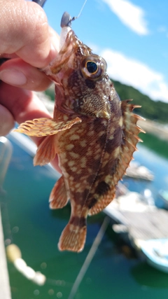 カサゴの釣果